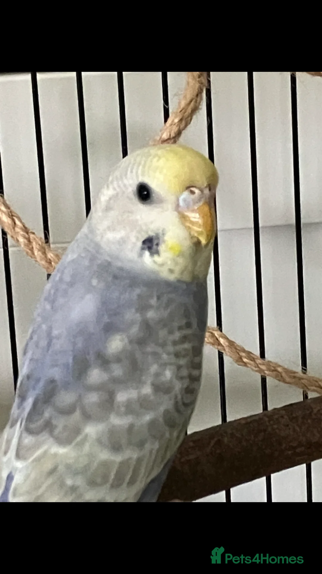 Budgerigars birds for sale: Two female budgies 5 month old - Advert 2