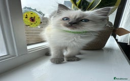 Ragdoll cats for sale: GCCF Registered Ragdoll Kittens Available! 🐾 in Taunton - Image 32