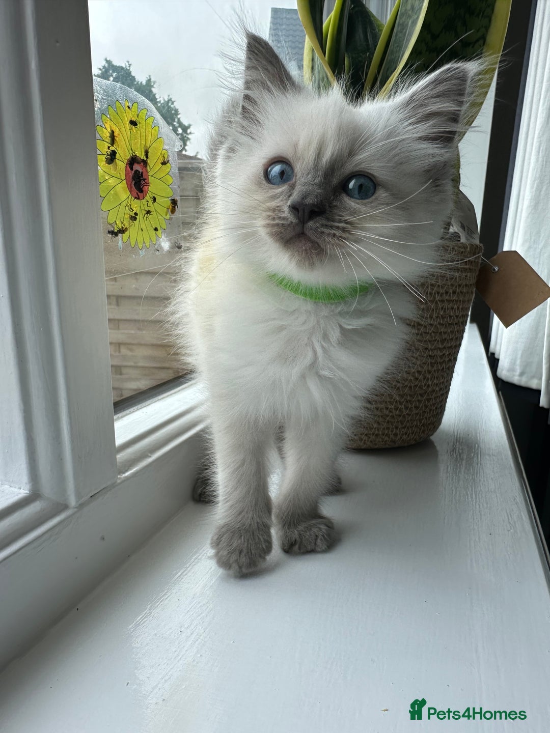 Ragdoll cats for sale: GCCF Registered Ragdoll Kittens Available! 🐾 in Taunton - Image 32