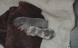 French Bulldog dogs for sale: French bulldog pups - Image 5