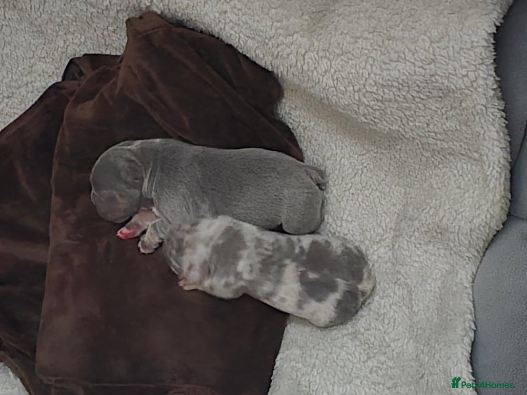 French Bulldog dogs for sale: French bulldog pups - Image 5