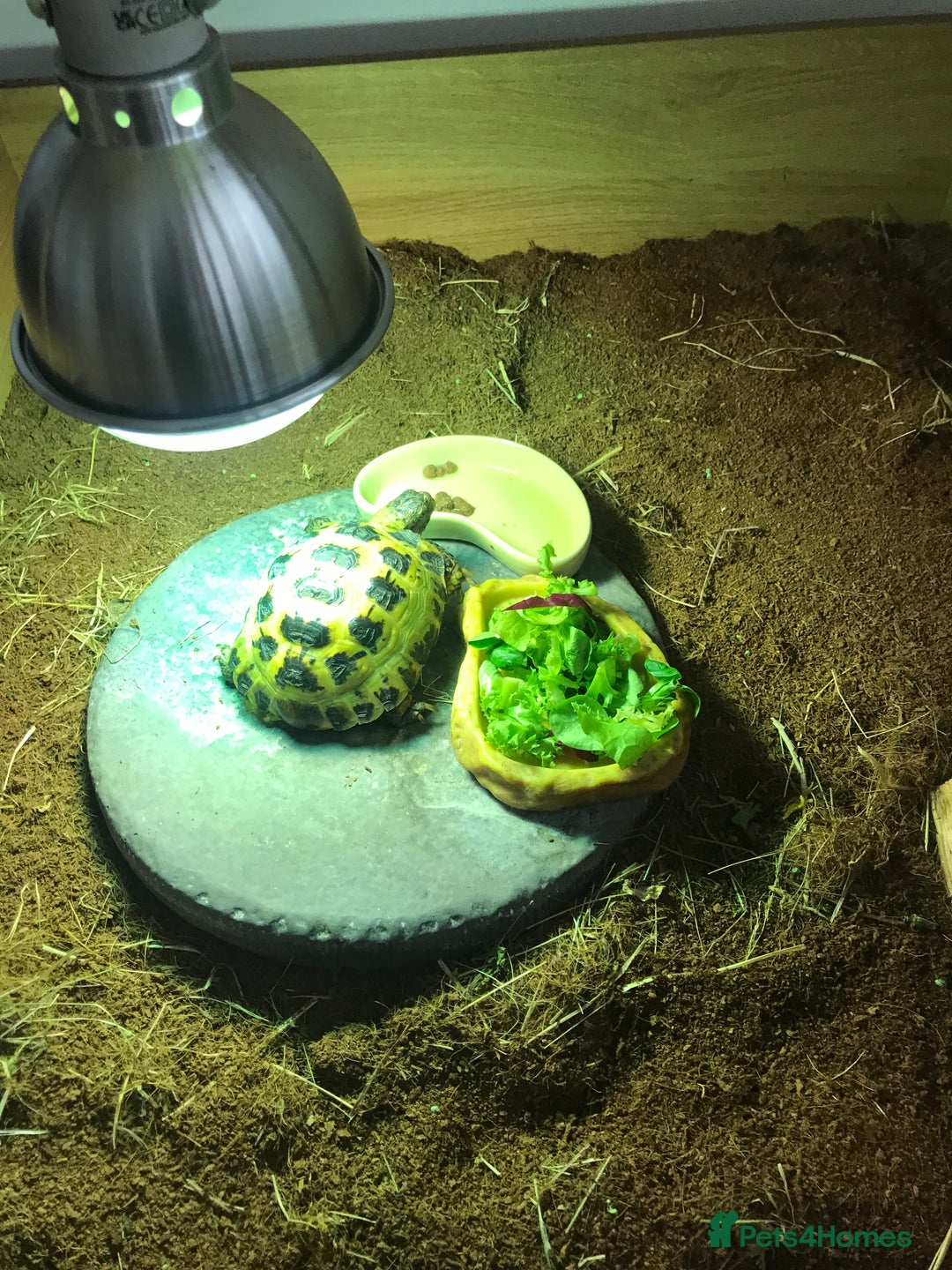 Tortoise reptiles for sale: Horse field tortoise  - Image 2