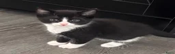 Mixed Breed cats for sale: Kittens for sale  - Advert 4