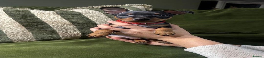 Miniature Pinscher Puppy 2