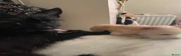 Chorkie dogs for sale: Little boy Chihuahua mix - Advert 6