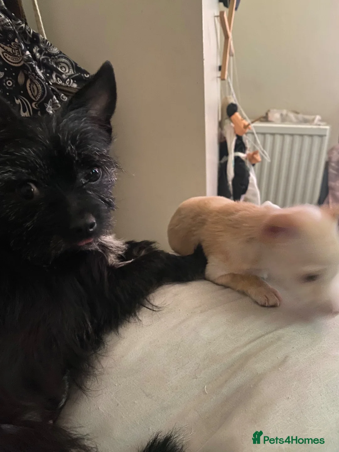 Chorkie dogs for sale: Little boy Chihuahua mix - Advert 6
