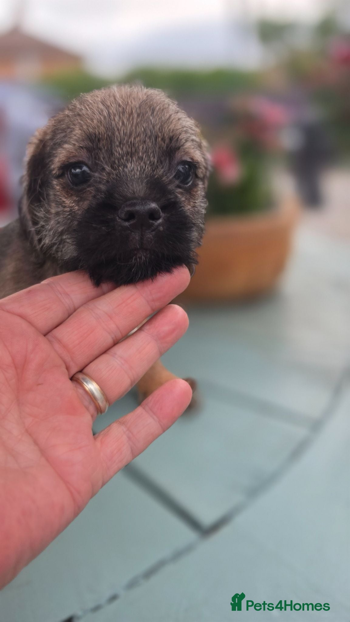 Border Terrier dogs KC Registered Border Terrier Puppies - Advert 1