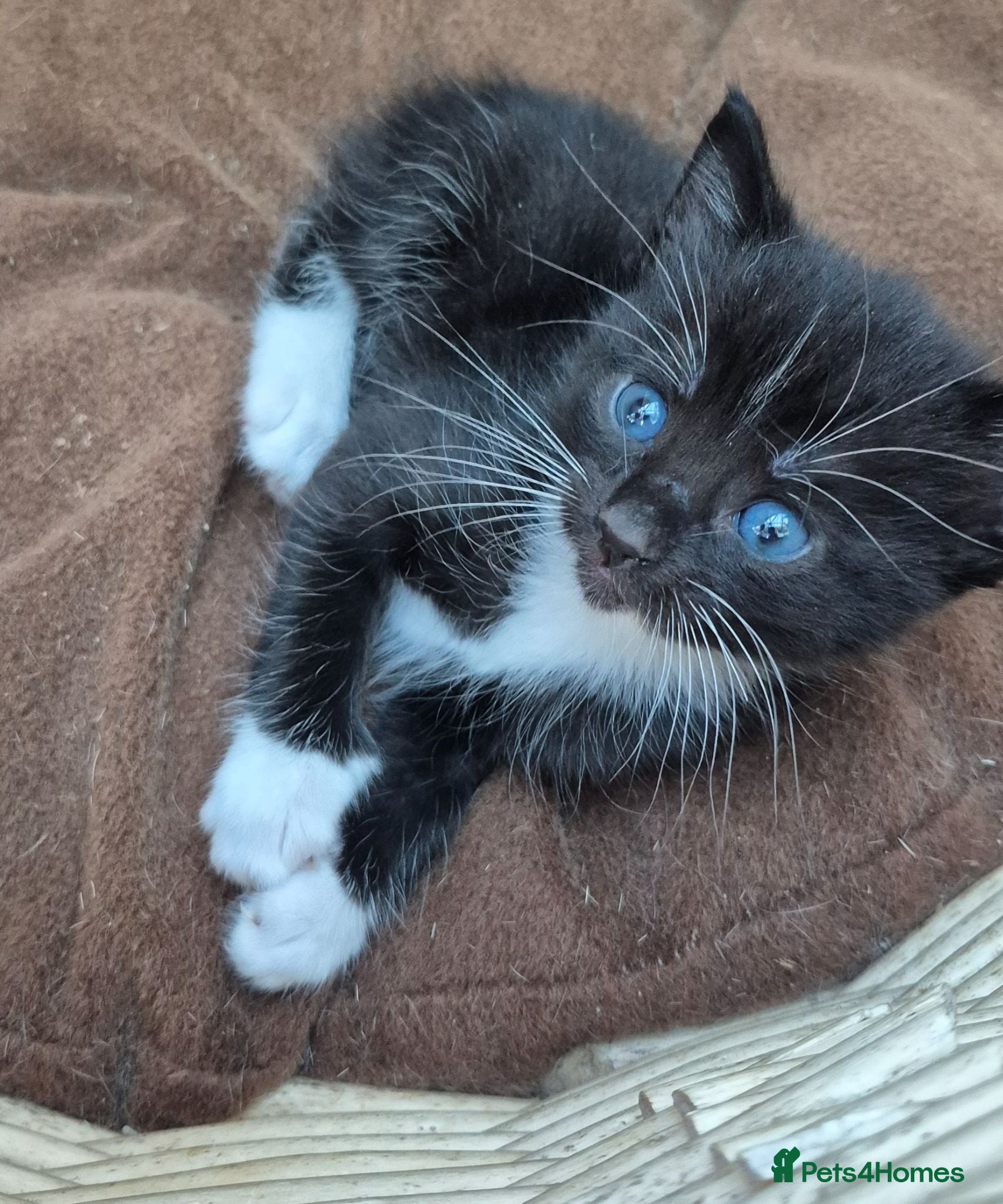 Mixed Breed cats Beautiful Tame Friendly Kittens for sale (1 avail) - Advert 2