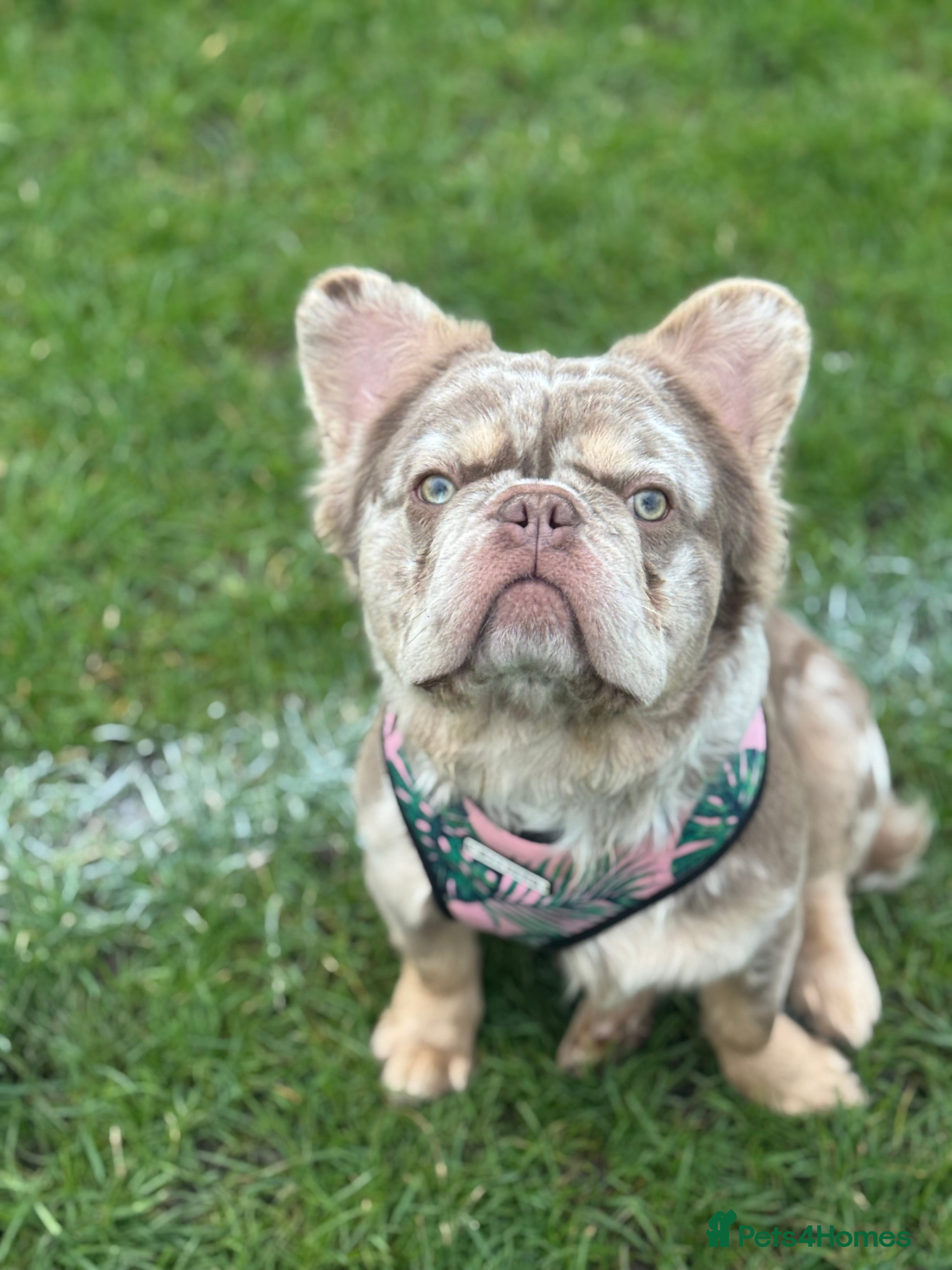 French Bulldog dogs 🇺🇸MR LAS VEGAS🇺🇸 - Advert 1