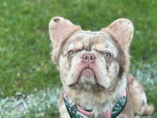 French Bulldog dogs 🇺🇸MR LAS VEGAS🇺🇸 - Advert 1