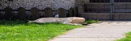 Labrador Retriever dogs for sale: Seven Week old Labrador Pups in Aberdeen - Advert 13