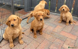 Labrador Retriever dogs for sale: Health Tested Working Labradors  - Image 18