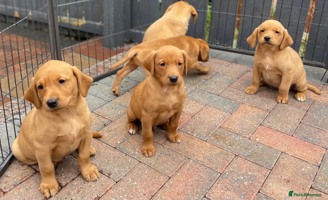 Labrador Retriever dogs for sale: Health Tested Working Labradors  - Image 18