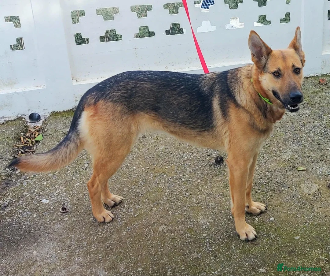 Mixed Breed dogs for sale: Lovely sweet Sam for adoption in Worthing - Advert 2