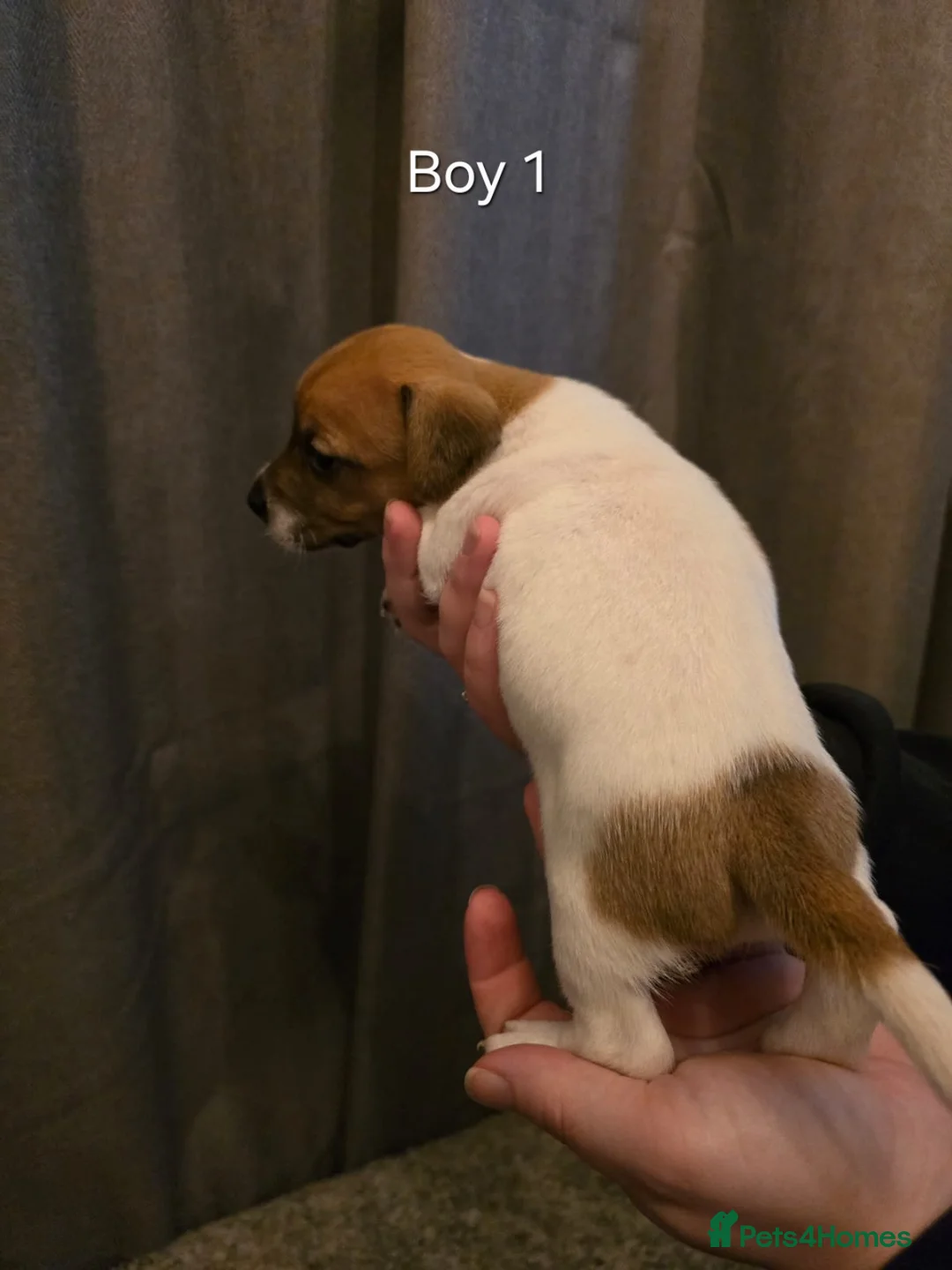 Jack Russell dogs for sale: Smooth Coated Jack Russell Puppies - Advert 5