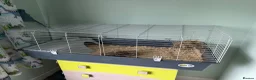 Guinea Pig rodents for sale:  Two Girl Guinea Pigs Brownie and Dusty with setup - Advert 15
