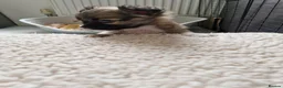 Chihuahua dogs for sale: Chihuahua puppy's  - Advert 35