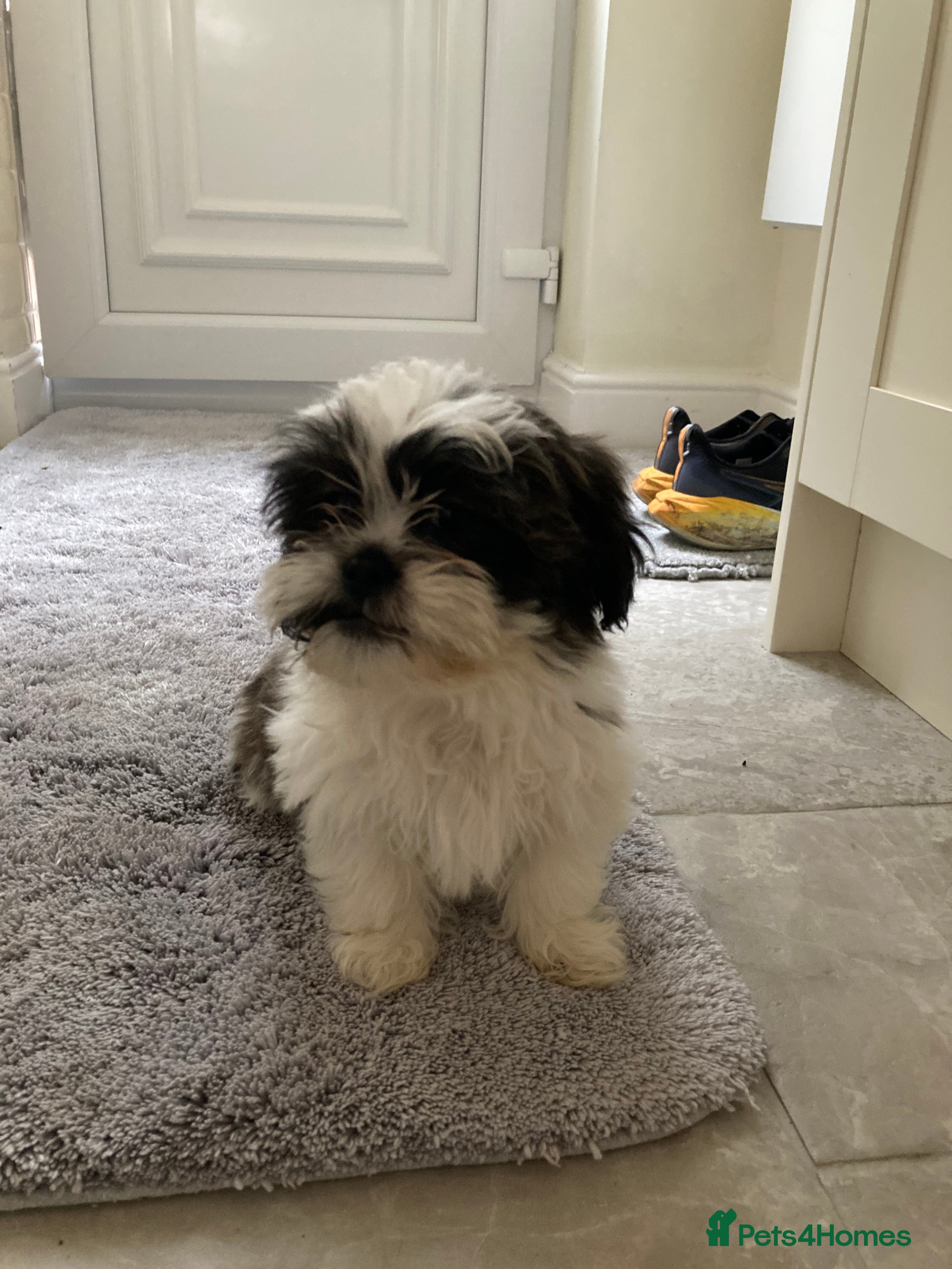 Shih Tzu dogs Beautiful Shiah tzu puppies  - Advert 4