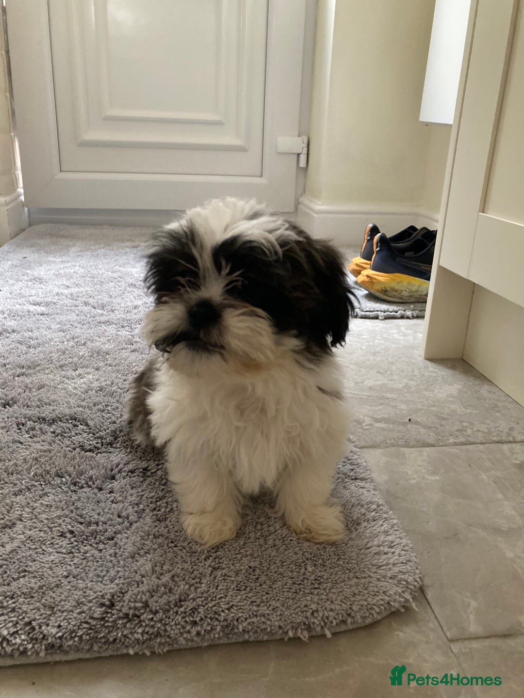 Shih Tzu dogs for sale: Beautiful Shiah tzu puppies  - Advert 1