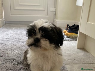 Shih Tzu dogs Beautiful Shiah tzu puppies - Advert 4