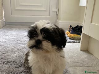 Shih Tzu dogs Beautiful Shiah tzu puppies - Advert 2
