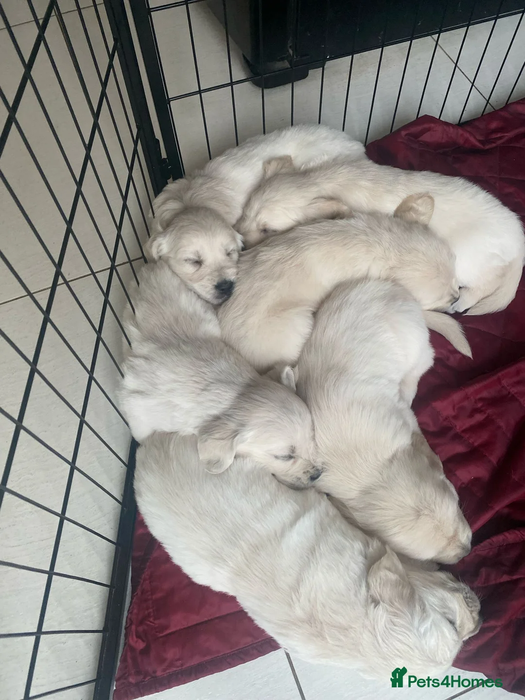 Golden Retriever dogs for stud: Extensively health tested show type kc reg in Bedford - Advert 31