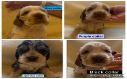 Cocker Spaniel dogs for sale: Full pedigree Show Cocker Spaniel Puppies 🐾 - Image 9