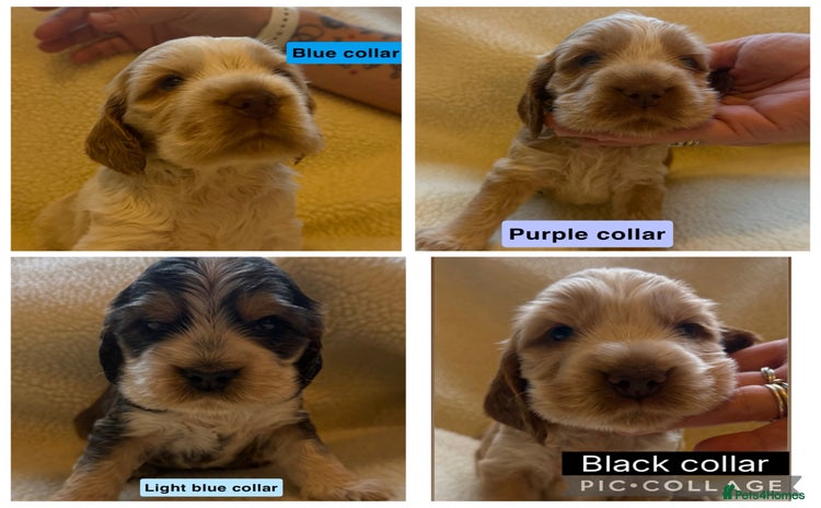 Cocker Spaniel dogs - Advert 2