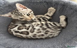 Bengal cats for sale: Stunning TICA registered bengal kittens  in Huntly - Image 18