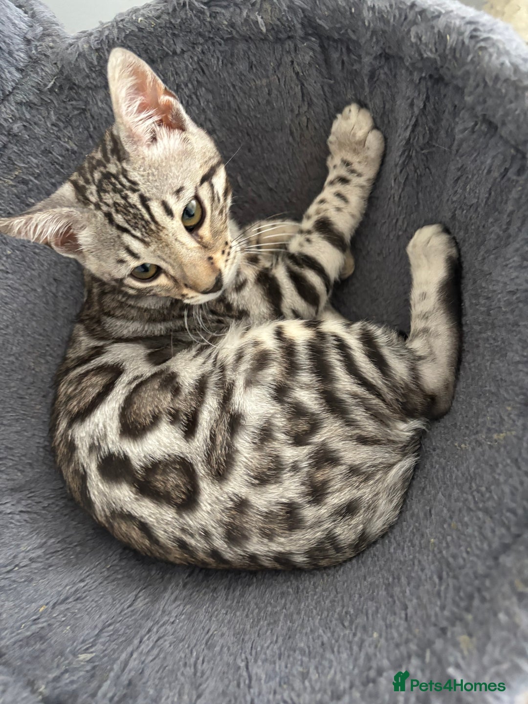 Bengal cats for sale: Stunning TICA registered bengal kittens  in Huntly - Image 18