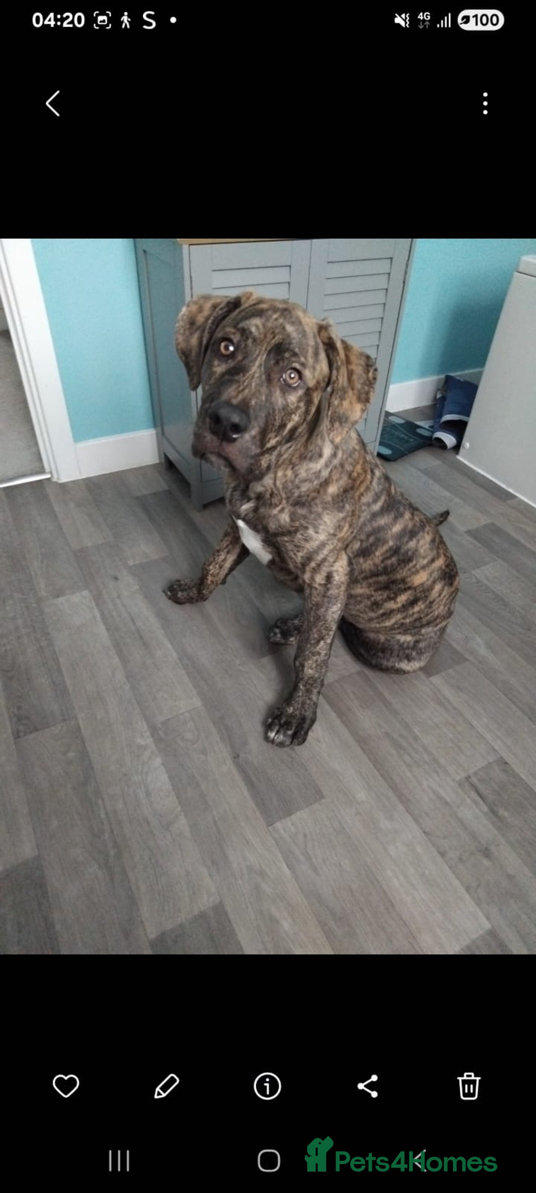 Mixed Breed dogs for sale: Rottie cross  - Advert 1