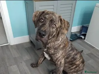 Mixed Breed dogs Rottie cross - Advert 6