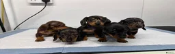 Miniature Dachshund dogs for sale: READY NOW KC Miniature Dachshunds  - Advert 1