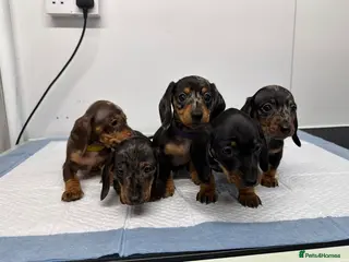 Miniature Dachshund dogs READY NOW KC Miniature Dachshunds - Advert 1