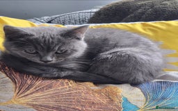 Mixed Breed cats for sale: Blue kitten - Image 1