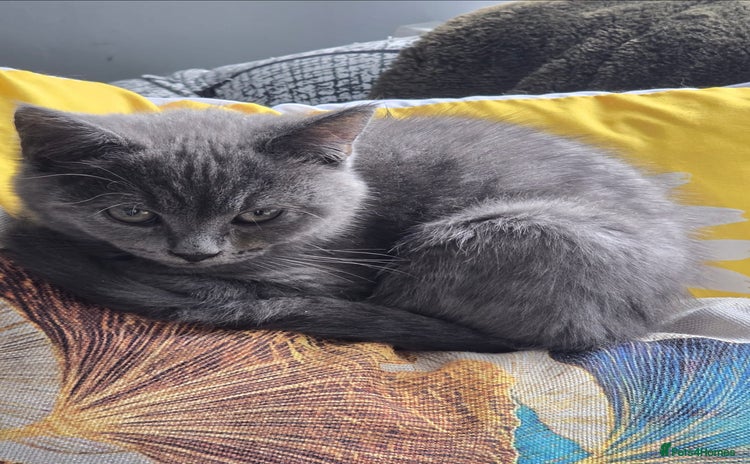 Mixed Breed cats - Advert 15