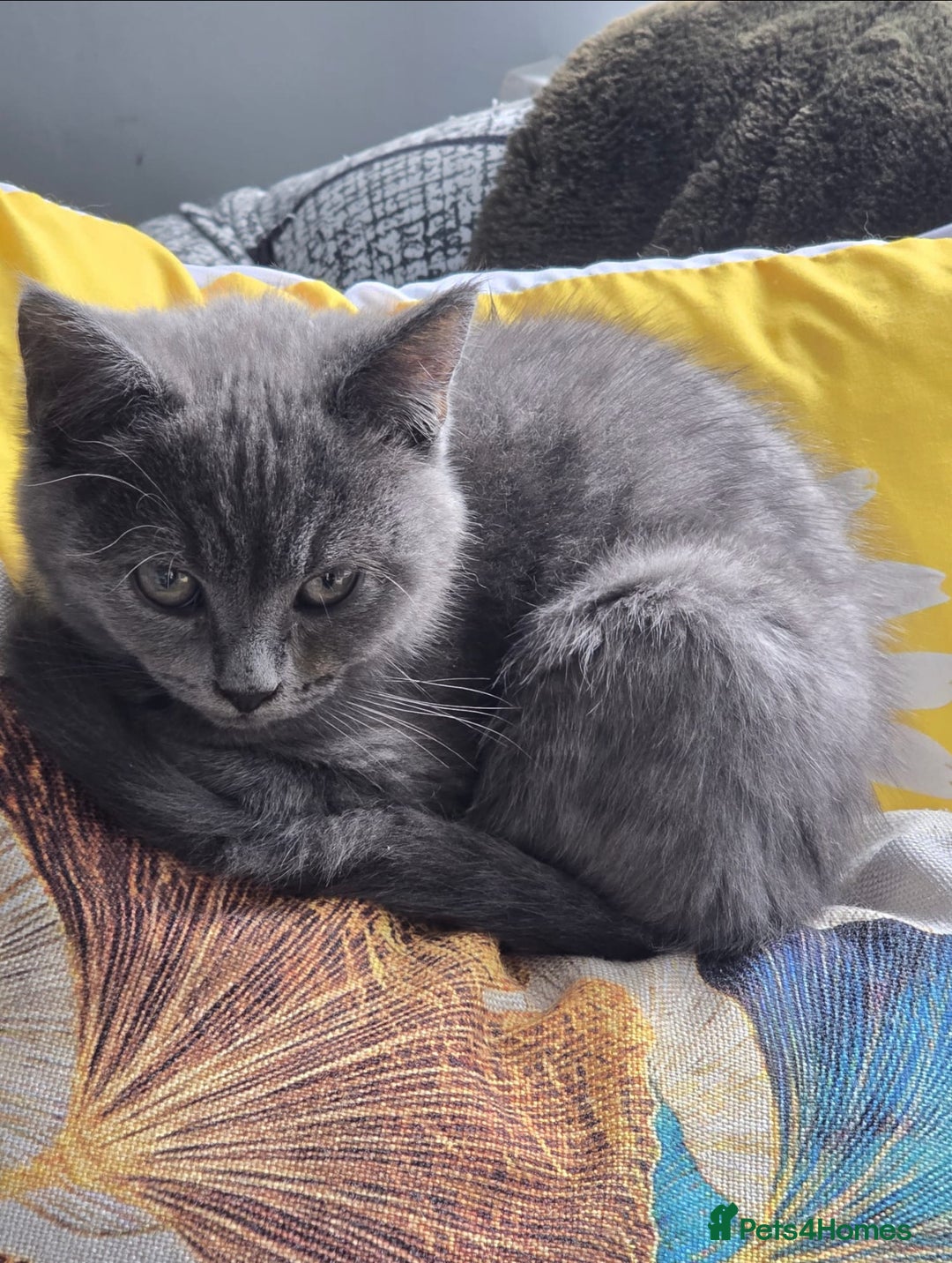 Mixed Breed cats for sale: Blue kitten - Image 1