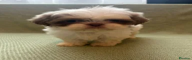 Shih Tzu 4