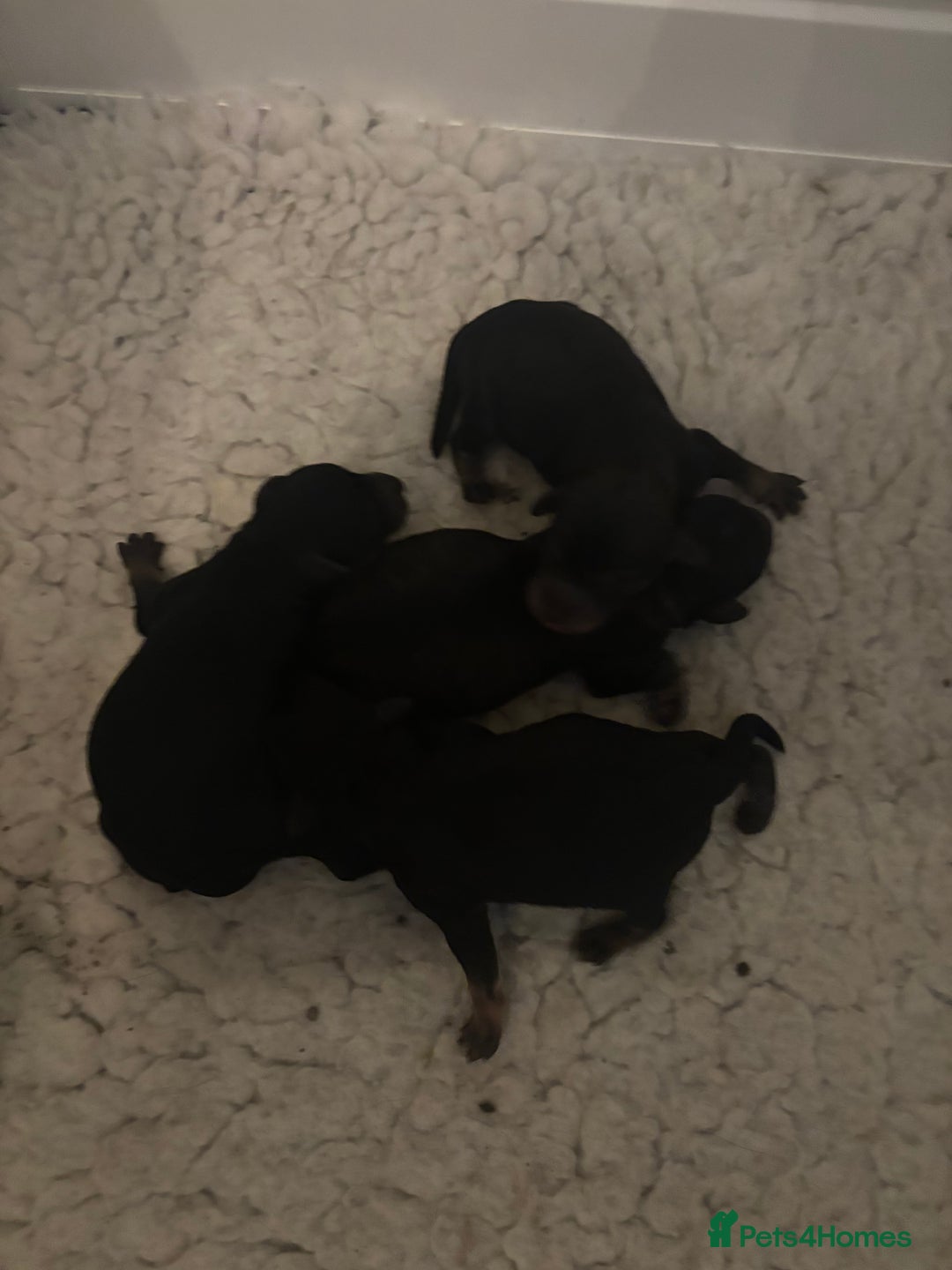 Poochon dogs for sale: Poochon F2Bs - Advert 9