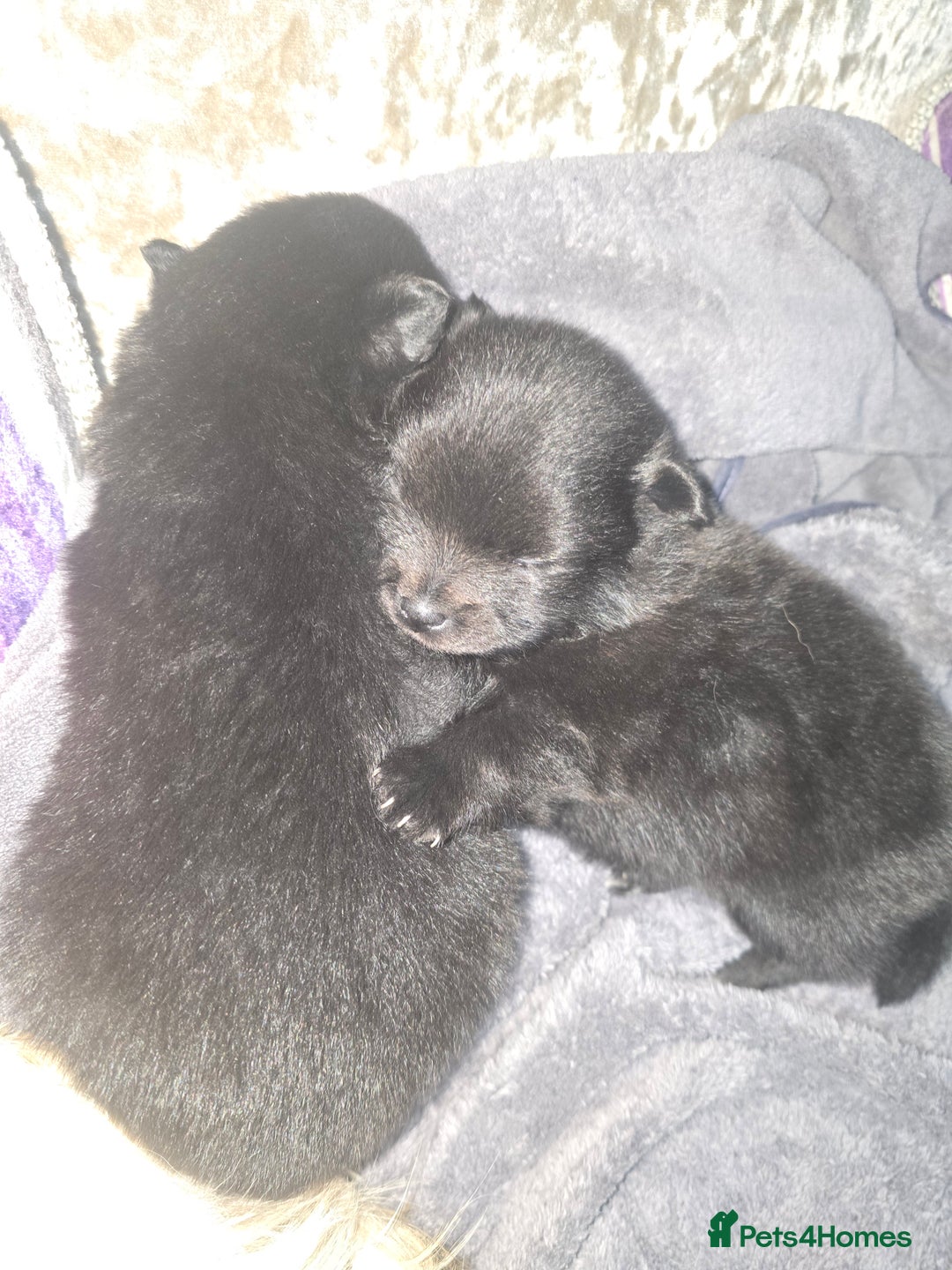 Pomchi dogs for sale: Pomchi - Image 9