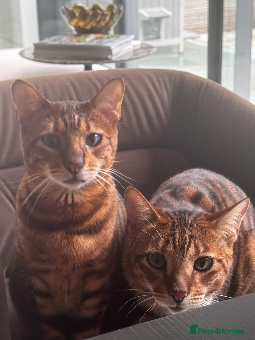 Toyger cats for sale: Toyger-Bengal mix sisters - Advert 2