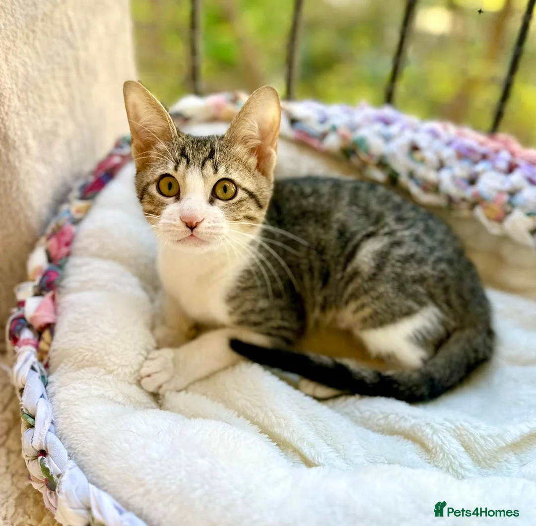 Mixed Breed cats for adoption: Pair of Kittens for Indoor Adoption Together - Advert 3