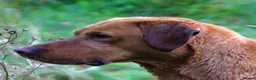 Labrador Retriever dogs for sale: BEAUTIFUL KC TRUE FOX RED LABRADOR PUPS  - Advert 5