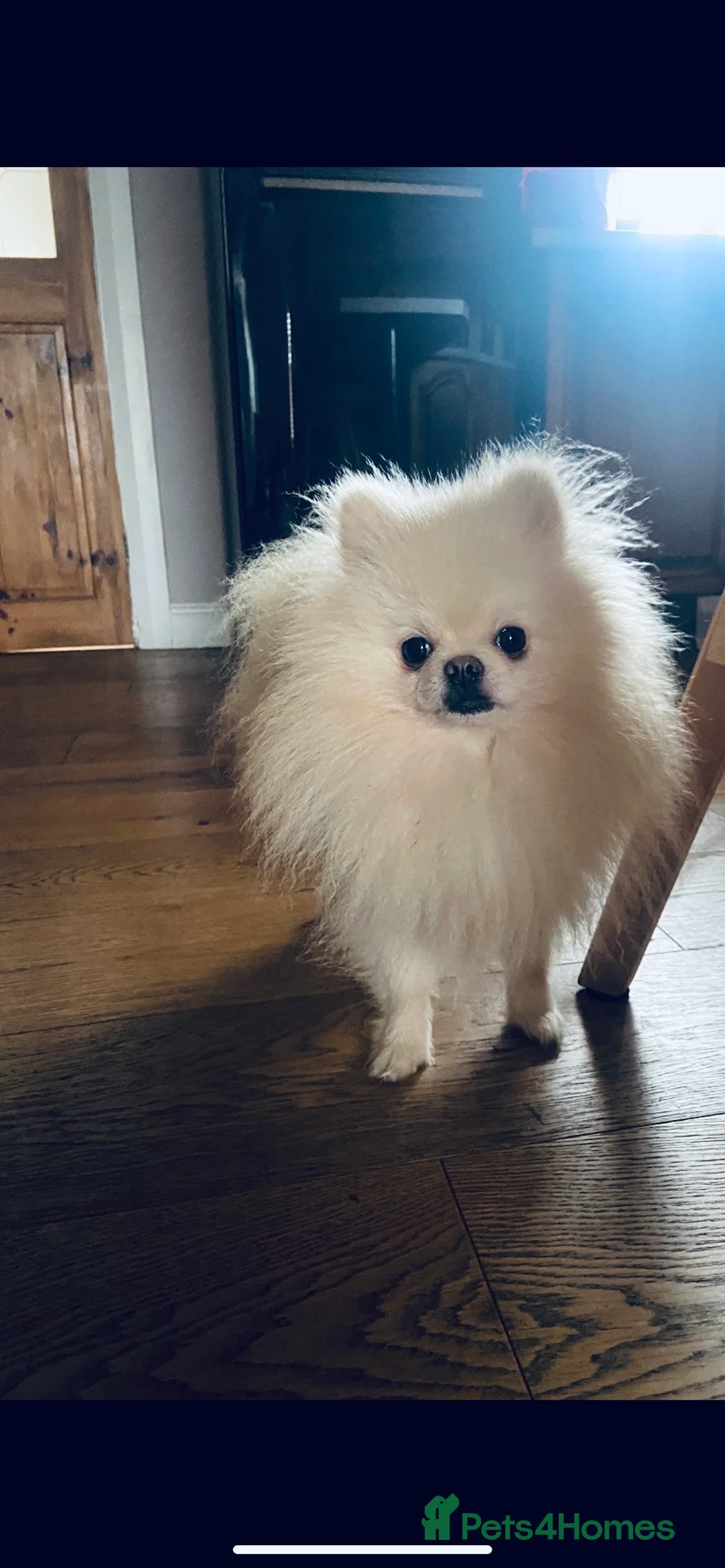 Pomeranian dogs for stud: Chaio Li Ya top champion lines stud dog kc reg in Ferryhill - Advert 3