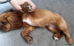 Cavalier King Charles Spaniel dogs for sale: KC cavalier King Charles dna clear  - Image 9