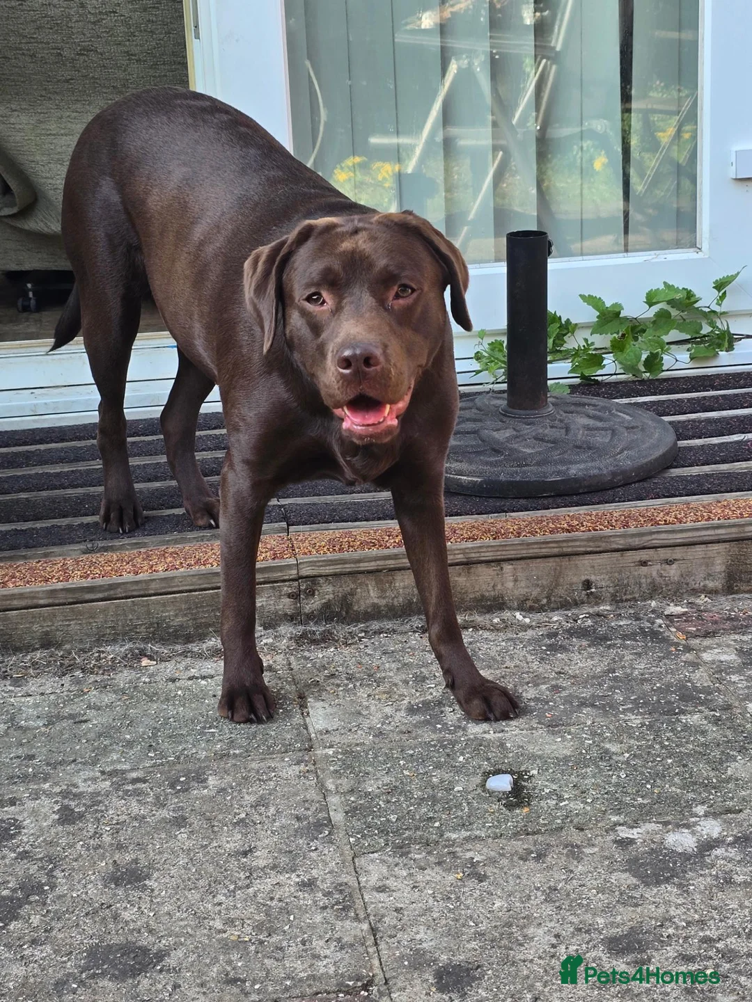 Labrador Retriever dogs for sale: Puppies confirmed by scan in Fareham - Advert 1