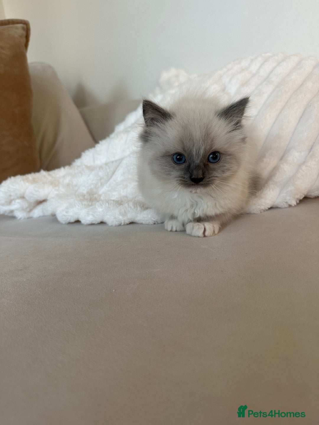 Ragdoll cats for sale: 2 PURE BRED CHAMPION LINE RAGDOLLS READY NOW - Advert 14
