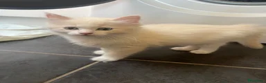 Ragdoll 2 - Flame Point
