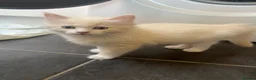 Ragdoll cats for sale: Gorgeous Ragdoll Kittens - Advert 11