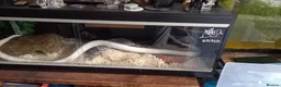 Corn Snake reptiles for sale: Large white corn snake  in Cardiff - Advert 6